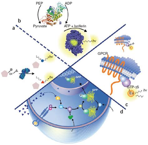 Assay categories and methodologies.(a) An isolated enzyme catalyzes ...