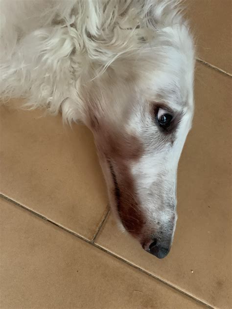 Why Is My White Dog Turning Brown? Common Causes Listed. - mtncurdog