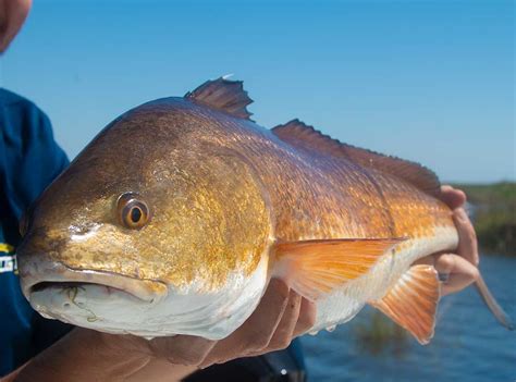 inshore saltwater fishing   gulf  mexico