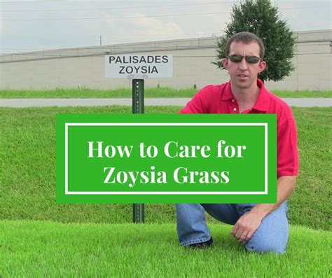 The Ultimate Guide To Growing Lush: 7 Essential Steps To Thriving Zoysia Grass