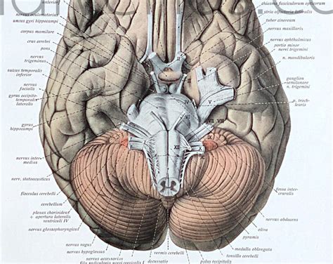 1950's Human Anatomy Original Vintage Science Encyclopedia Plate - Etsy