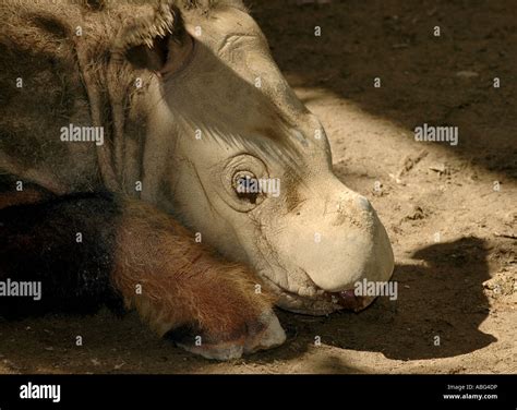 Sumatran rhino cincinnati zoo baby hi-res stock photography and images ...