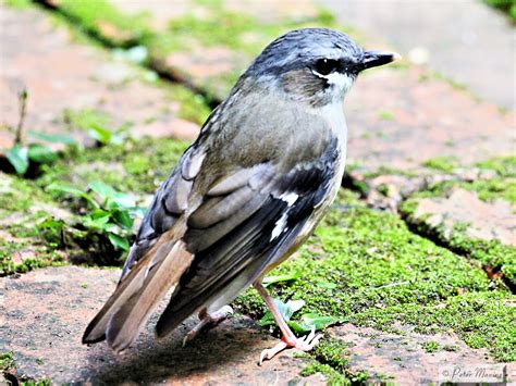 Grey-headed Robin