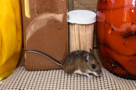 How Long are Mouse Droppings Dangerous? - Pestcontroloshawa.ca