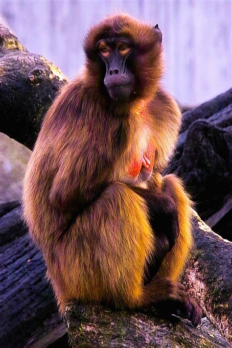 Baboon Ape - Free photo on Pixabay - Pixabay