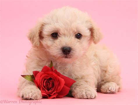 Pink Puppy Wallpapers - Wallpaper Cave