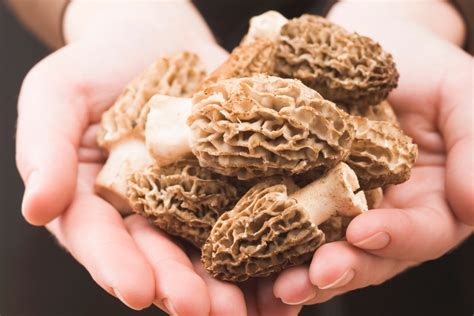 Morel Mushrooms Identification and Foraging - LIVE LOVE FORAGE