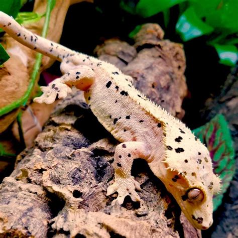 High Color Leopard gecko for sale online baby leopard gargoyle geckos for sale where to buy ...