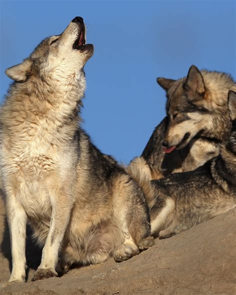 Does The Saarloos Wolfdog Bark A Lot