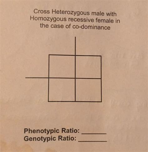 Solved Cross Heterozygous male with Homozygous recessive | Chegg.com