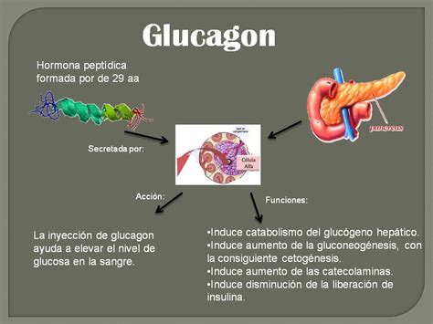 Glucagon E Insulina - Fisiología de Omar Báez: Esquema: Insuluna y Glucagon