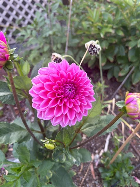 Rebecca Lynn 8b PNW : r/dahlias