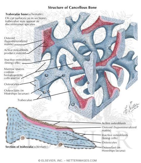 Structure of Cancellous Bone