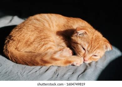 Red Kitten Breed Scottish Fold Sleeping Stock Photo 1601150392 ...