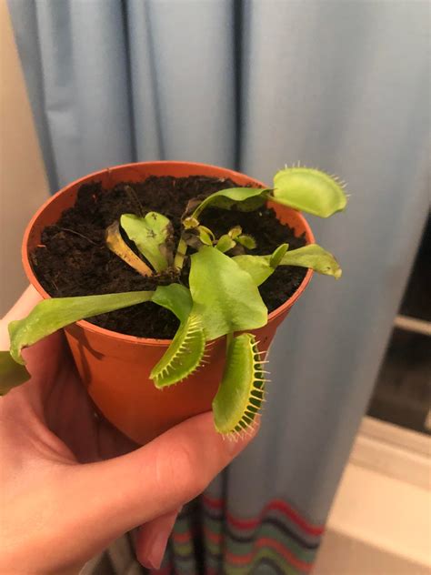 Is my venus fly trap doing ok? : r/VenusFlyTraps