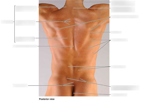Back Diagram Diagram | Quizlet