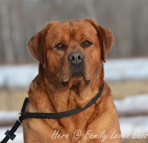Are English Labs Good Family Dogs