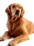 dog golden retriever animal art  stock photo public domain pictures