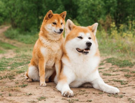 Akita Inu - Comportement Animal