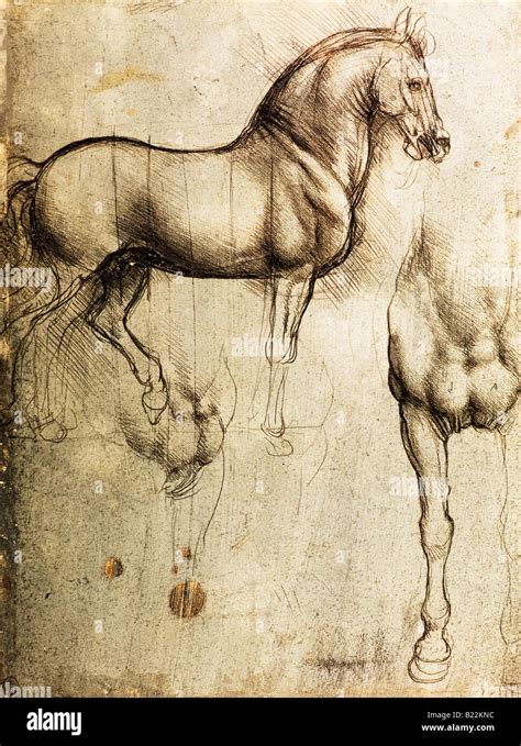 Leonardo Da Vinci Horse Drawings