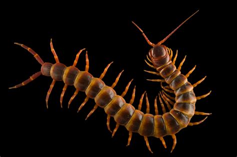 Peruvian Giant Yellow-Leg Centipede (Scolopendra gigantea) - Joel Sartore