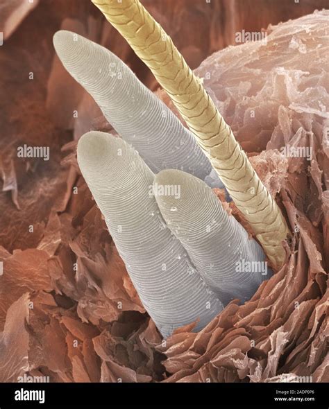 Eyelash Under Microscope
