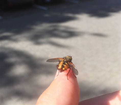 entomology - What species is this golden fly? - Biology Stack Exchange