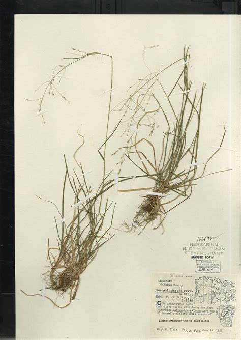 Online Virtual Flora of Wisconsin - Poa paludigena