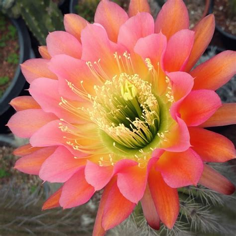 Cactus Jungle - San Francisco Bay Area - Echinopsis Flower