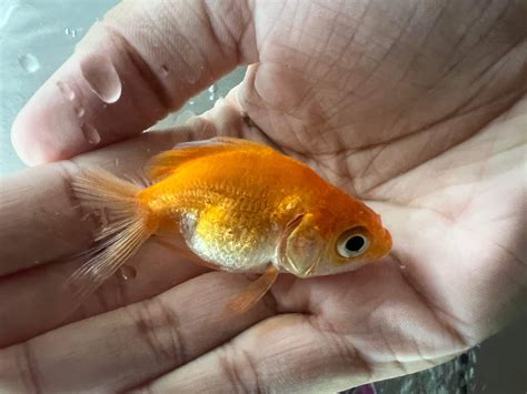 what happens if goldfish injured without vet 6