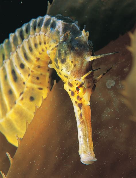 purple seahorse species