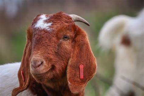 boer goat head appearance history  zealand boer goat breeders