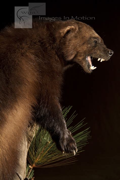 aggressive-wolverine | Wild Images In Motion