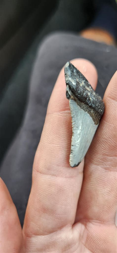 Can anyone help me to identify if this tooth is real and if so what