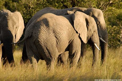 South African Wildlife (Photo Essay)Globerovers Magazine