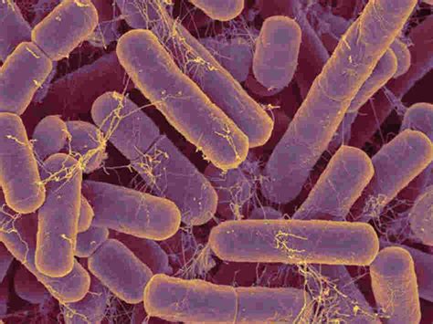 bacteroides fragilis deep   intestines   complex