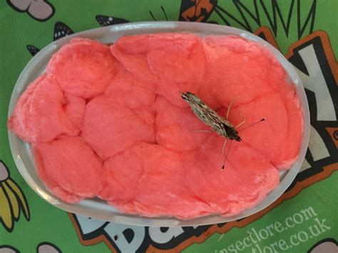 Painted Lady Butterflies | The Wiggly Tooth