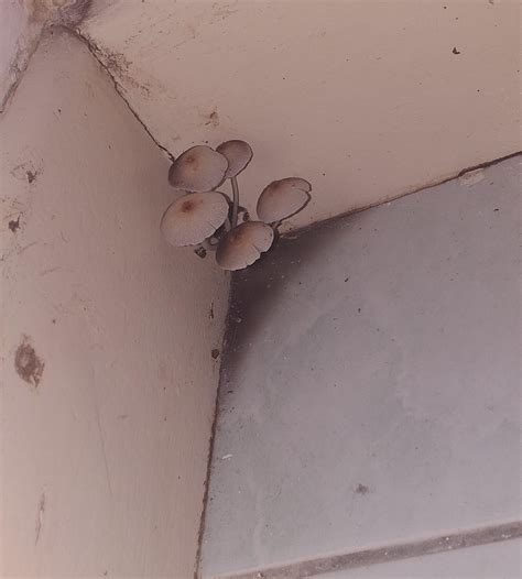 My wife has these weird growths on her FUPA. : r/misleadingthumbnails