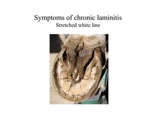 Laminitis IR PPID causes and treatment