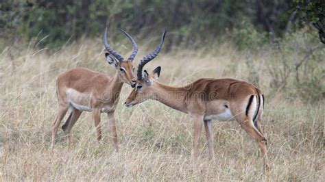 Closeup Sideview Two Male Impala with Large Antlers with Heads Close Together Stock Photo ...