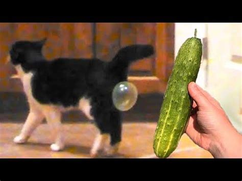 Cat vs Cucumbers Reaction - Cats scared of Cucumbers Compilation - Funny Video 2021 November ...