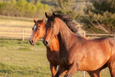 equine investment services