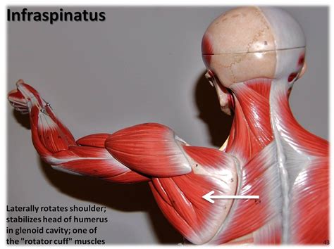 Infraspinatus Muscle Attachments Actions Innervation