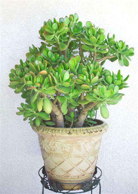 Jade plants, aka Crassula, are some of the hardiest succulents you can