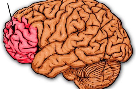 Prefrontal Korteks • Dr. Erhan Yavuz