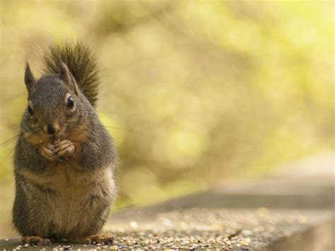 Squirrel eating nuts HD desktop wallpaper : Widescreen : High ...