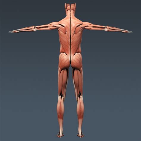 3d rigged human muscular muscles model