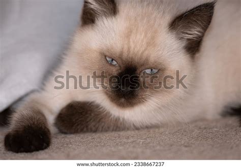 Baby Sleeping Guidelines: Over 4 Royalty-Free Licensable Stock Photos ...