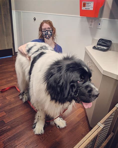 clarendon animal care south arlington 2