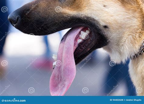 De Mond Van Een Hond Met Tanden En Tong Stock Foto - Image of huisdier ... 